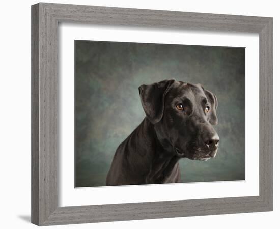 Portrait of a mixed Dog-Panoramic Images-Framed Photographic Print