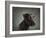 Portrait of a mixed Dog-Panoramic Images-Framed Photographic Print