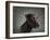 Portrait of a mixed Dog-Panoramic Images-Framed Photographic Print