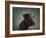 Portrait of a mixed Dog-Panoramic Images-Framed Photographic Print