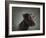 Portrait of a mixed Dog-Panoramic Images-Framed Photographic Print