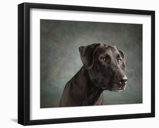 Portrait of a mixed Dog-Panoramic Images-Framed Photographic Print