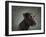 Portrait of a mixed Dog-Panoramic Images-Framed Photographic Print