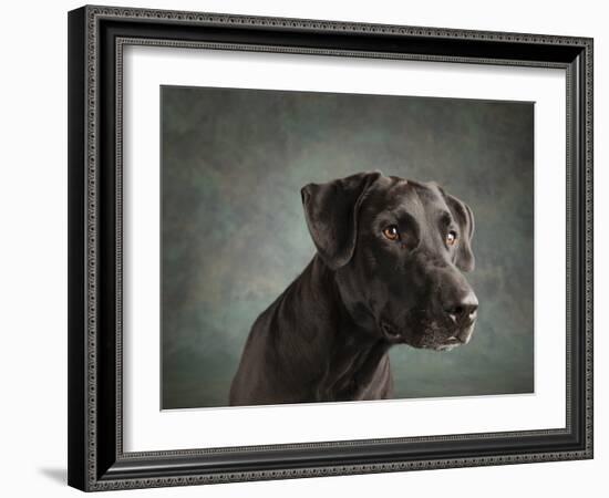 Portrait of a mixed Dog-Panoramic Images-Framed Photographic Print