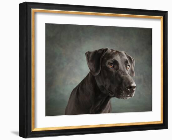 Portrait of a mixed Dog-Panoramic Images-Framed Photographic Print