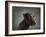 Portrait of a mixed Dog-Panoramic Images-Framed Photographic Print