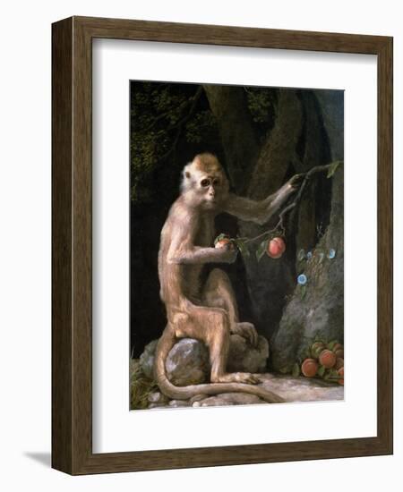 Portrait of a Monkey Dated 1774-George Stubbs-Framed Giclee Print