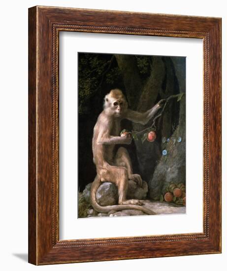 Portrait of a Monkey Dated 1774-George Stubbs-Framed Giclee Print