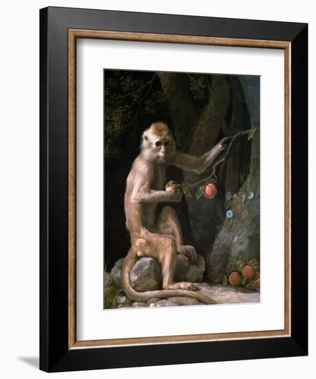 Portrait of a Monkey Dated 1774-George Stubbs-Framed Giclee Print