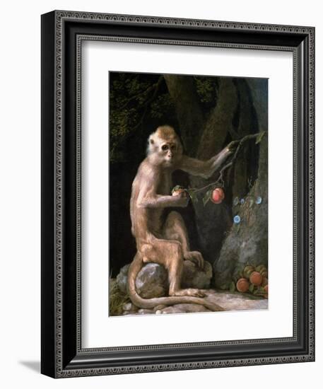 Portrait of a Monkey Dated 1774-George Stubbs-Framed Giclee Print