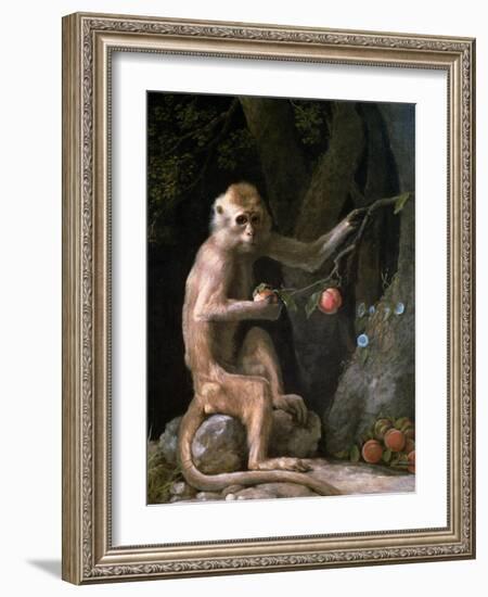 Portrait of a Monkey Dated 1774-George Stubbs-Framed Giclee Print