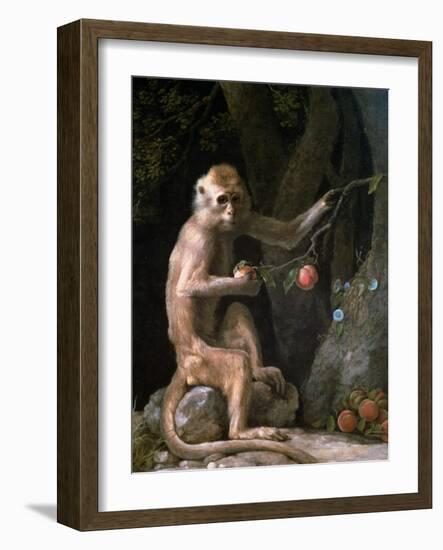 Portrait of a Monkey Dated 1774-George Stubbs-Framed Giclee Print