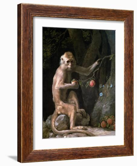 Portrait of a Monkey Dated 1774-George Stubbs-Framed Giclee Print