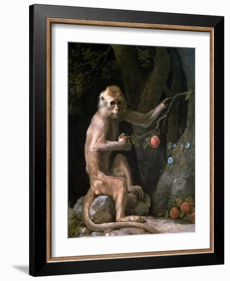 Portrait of a Monkey Dated 1774-George Stubbs-Framed Giclee Print