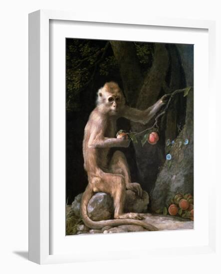 Portrait of a Monkey Dated 1774-George Stubbs-Framed Giclee Print