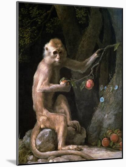 Portrait of a Monkey Dated 1774-George Stubbs-Mounted Giclee Print