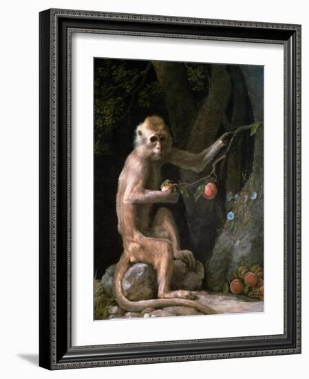 Portrait of a Monkey Dated 1774-George Stubbs-Framed Giclee Print