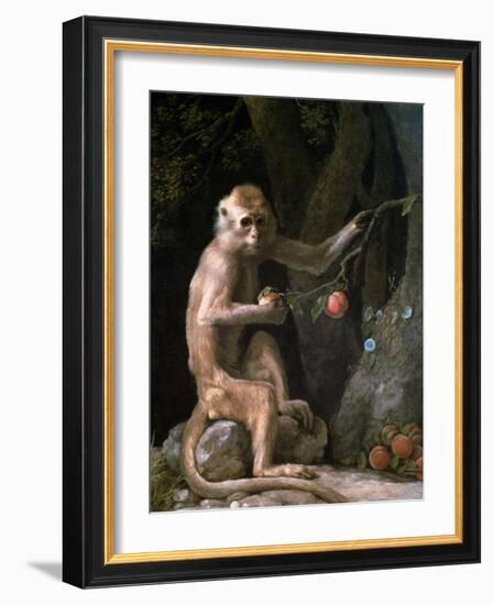 Portrait of a Monkey Dated 1774-George Stubbs-Framed Giclee Print