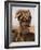 Portrait of a Mursi Woman with Clay Lip Plate, Lower Omo Valley, Ethiopia-Gavin Hellier-Framed Photographic Print