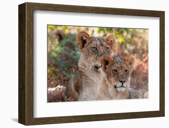 Portrait of a pair of resting lions, Panthera leo. Mashatu Game Reserve, Botswana.-Sergio Pitamitz-Framed Photographic Print