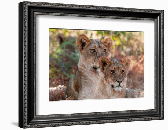 Portrait of a pair of resting lions, Panthera leo. Mashatu Game Reserve, Botswana.-Sergio Pitamitz-Framed Photographic Print