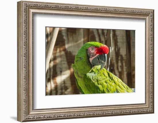 Portrait of a Parrot-Zandria Muench Beraldo-Framed Photographic Print