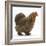 Portrait of a Partridge Pekin Bantam, in Profile-Mark Taylor-Framed Photographic Print