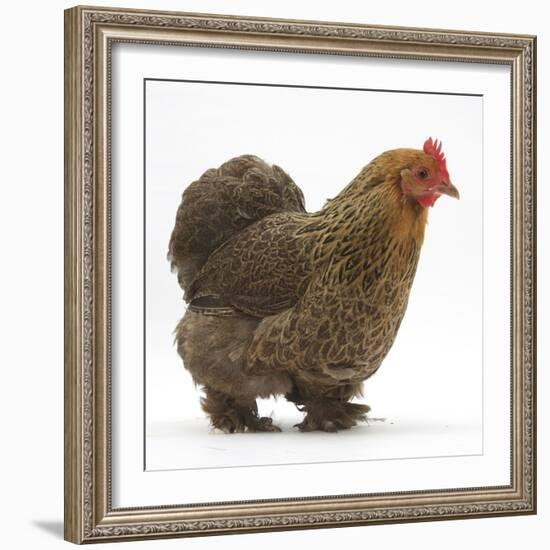 Portrait of a Partridge Pekin Bantam, in Profile-Mark Taylor-Framed Photographic Print