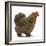 Portrait of a Partridge Pekin Bantam, in Profile-Mark Taylor-Framed Photographic Print