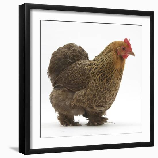 Portrait of a Partridge Pekin Bantam, in Profile-Mark Taylor-Framed Photographic Print