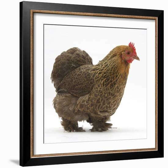 Portrait of a Partridge Pekin Bantam, in Profile-Mark Taylor-Framed Photographic Print