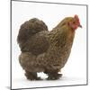 Portrait of a Partridge Pekin Bantam, in Profile-Mark Taylor-Mounted Photographic Print