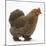 Portrait of a Partridge Pekin Bantam, in Profile-Mark Taylor-Mounted Photographic Print