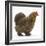 Portrait of a Partridge Pekin Bantam, in Profile-Mark Taylor-Framed Photographic Print