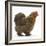 Portrait of a Partridge Pekin Bantam, in Profile-Mark Taylor-Framed Photographic Print