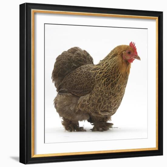 Portrait of a Partridge Pekin Bantam, in Profile-Mark Taylor-Framed Photographic Print