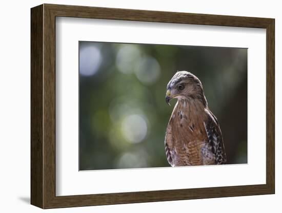 Portrait of a Perched Hawk with Intense Gaze Against Green Background-Sheila Haddad-Framed Photographic Print