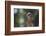 Portrait of a Perched Hawk with Intense Gaze Against Green Background-Sheila Haddad-Framed Photographic Print