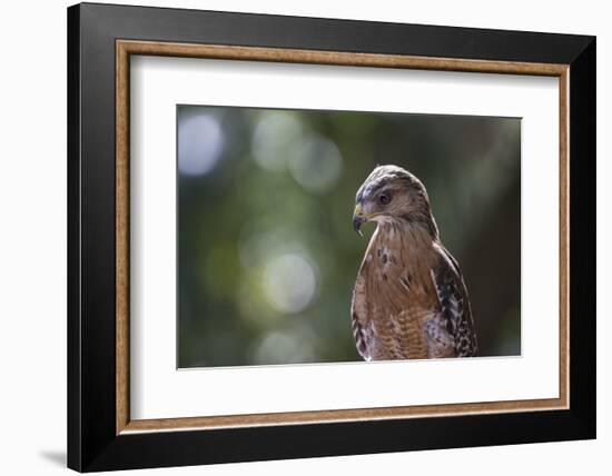 Portrait of a Perched Hawk with Intense Gaze Against Green Background-Sheila Haddad-Framed Photographic Print