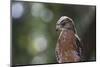 Portrait of a Perched Hawk with Intense Gaze Against Green Background-Sheila Haddad-Mounted Photographic Print