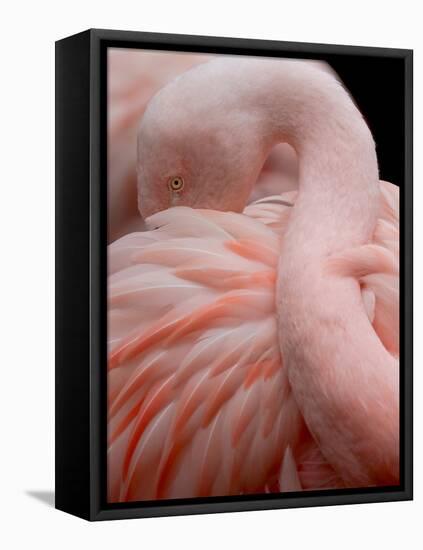 Portrait of a Pink Flamingo-Robin Wechsler-Framed Premier Image Canvas