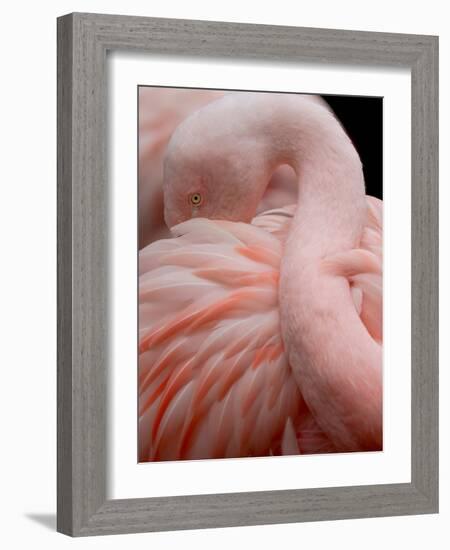 Portrait of a Pink Flamingo-Robin Wechsler-Framed Giclee Print