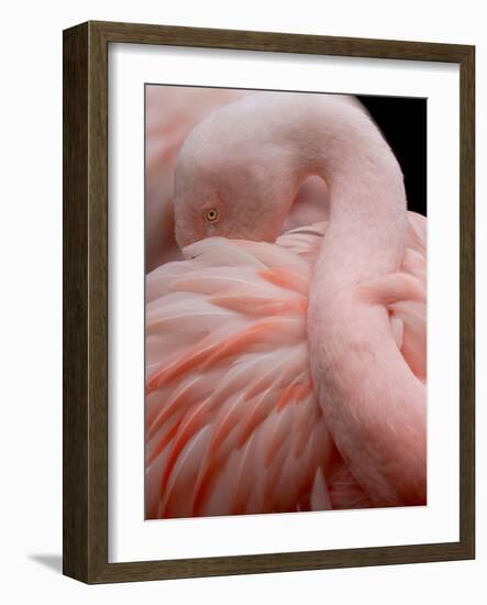 Portrait of a Pink Flamingo-Robin Wechsler-Framed Giclee Print