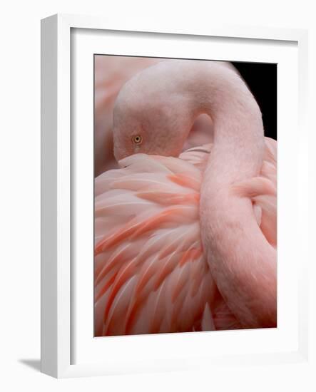 Portrait of a Pink Flamingo-Robin Wechsler-Framed Giclee Print