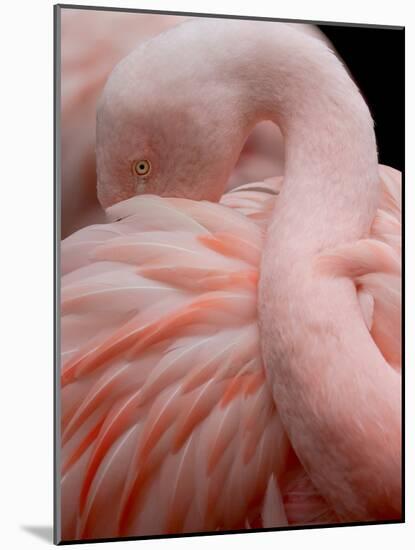 Portrait of a Pink Flamingo-Robin Wechsler-Mounted Giclee Print