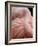 Portrait of a Pink Flamingo-Robin Wechsler-Framed Giclee Print