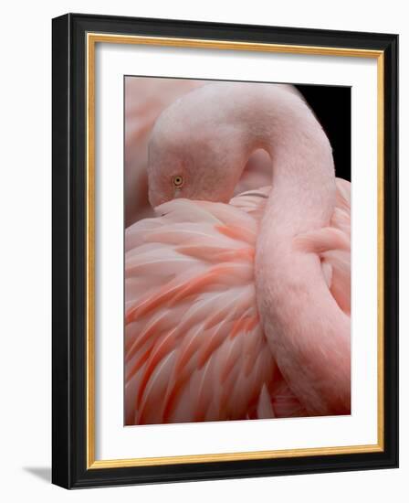 Portrait of a Pink Flamingo-Robin Wechsler-Framed Giclee Print