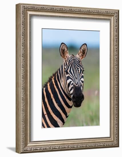 Portrait of a plains zebra looking at the camera. Voi, Tsavo, Kenya-Sergio Pitamitz-Framed Photographic Print