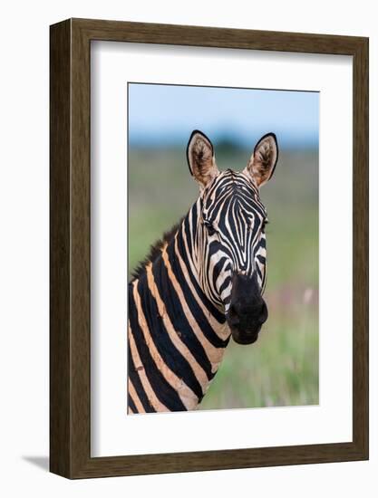 Portrait of a plains zebra looking at the camera. Voi, Tsavo, Kenya-Sergio Pitamitz-Framed Photographic Print