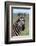 Portrait of a plains zebra looking at the camera. Voi, Tsavo, Kenya-Sergio Pitamitz-Framed Photographic Print